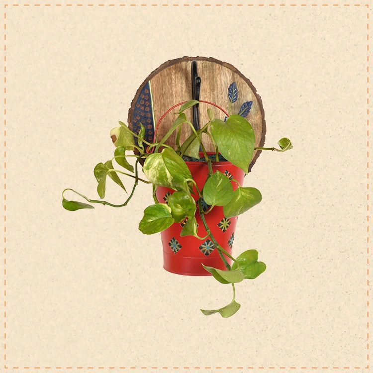 Red Bucket Metal Planter on a Round Wall Hook