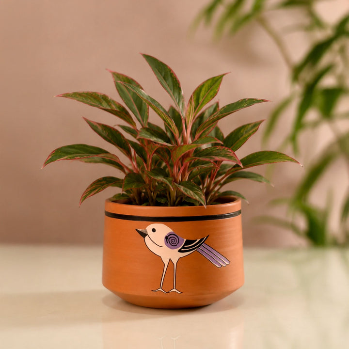 Koyal Songbird Terracotta Cachepot